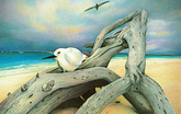 Fairy Tern