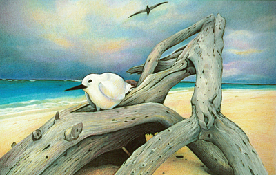 Fairy Tern
